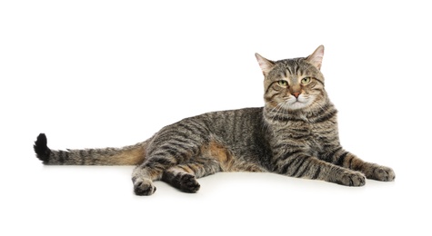 Photo of Cute tabby cat isolated on white. Friendly pet