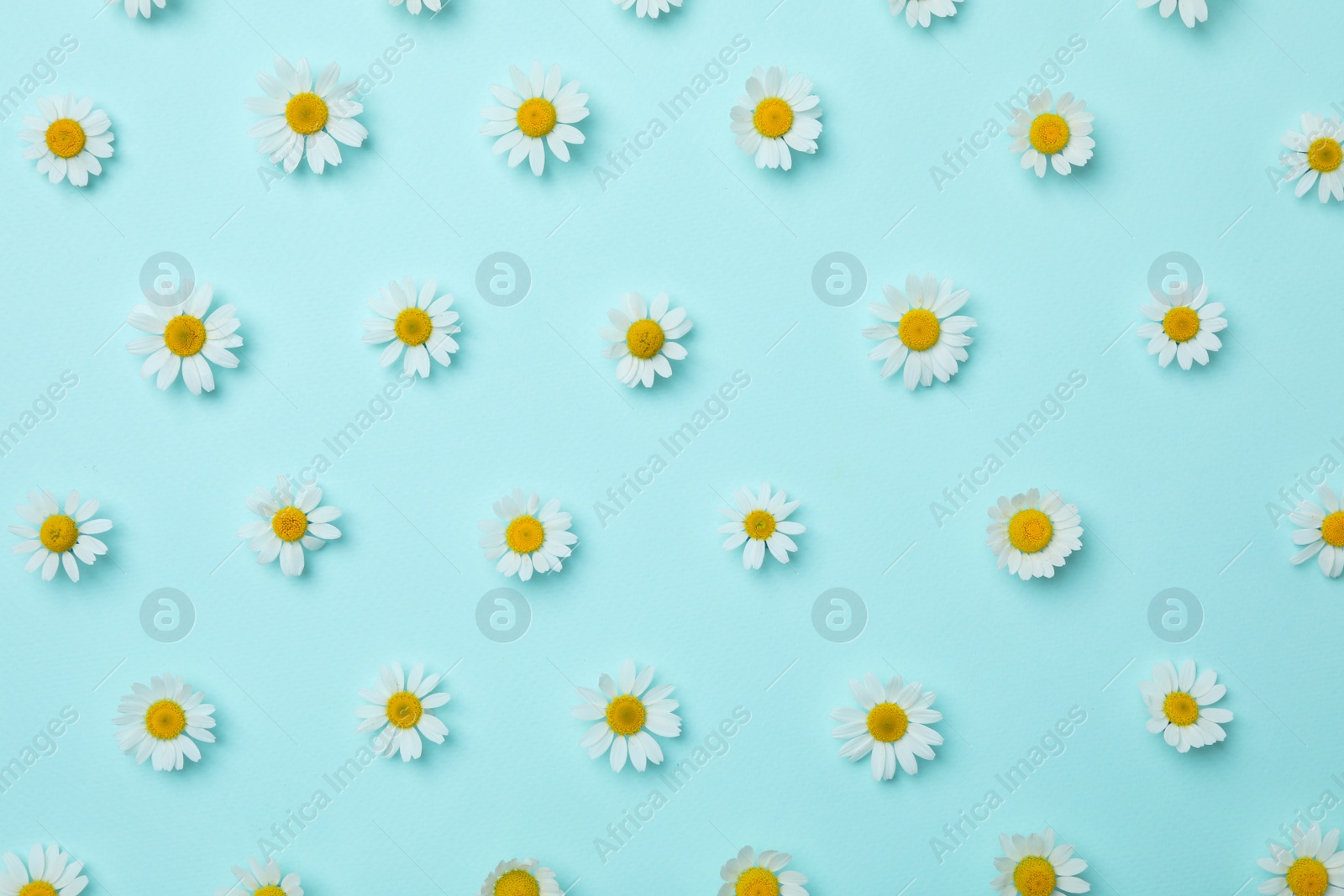 Photo of Flat lay composition with beautiful chamomiles on light blue background