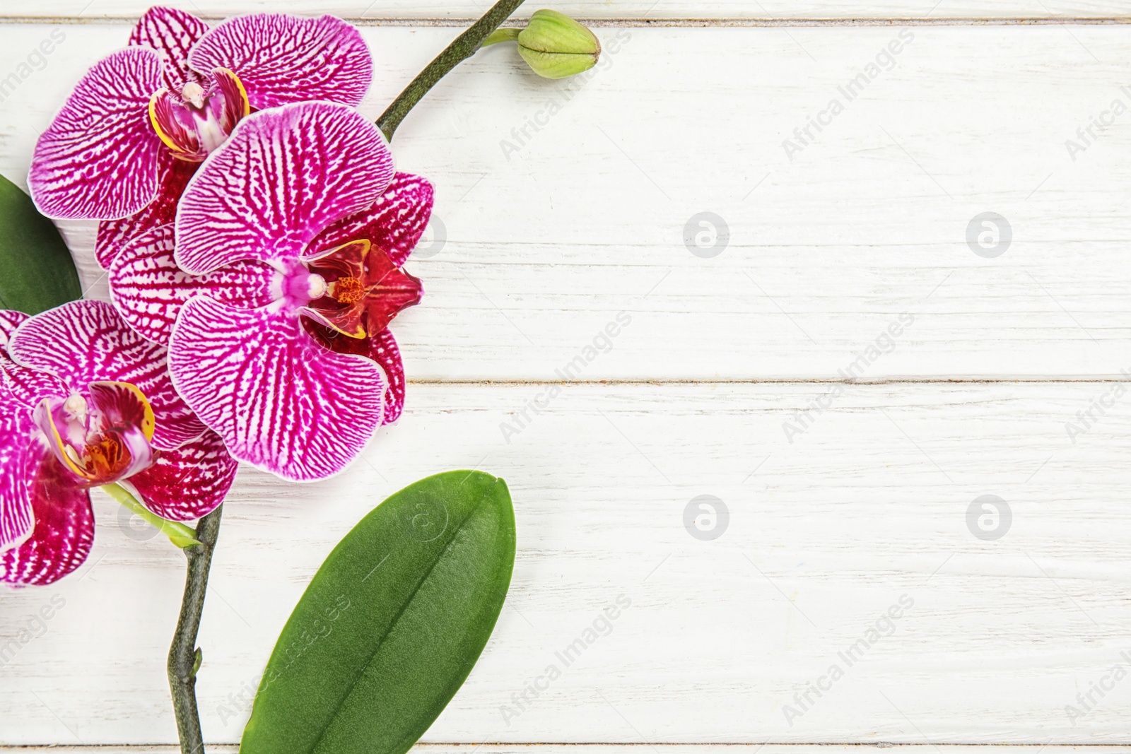 Photo of Branch with beautiful tropical orchid flowers on white wooden background, top view. Space for text