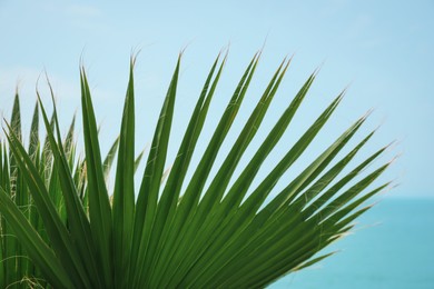 Photo of Beautiful green palm leaf against blue sky, closeup. Tropical plant