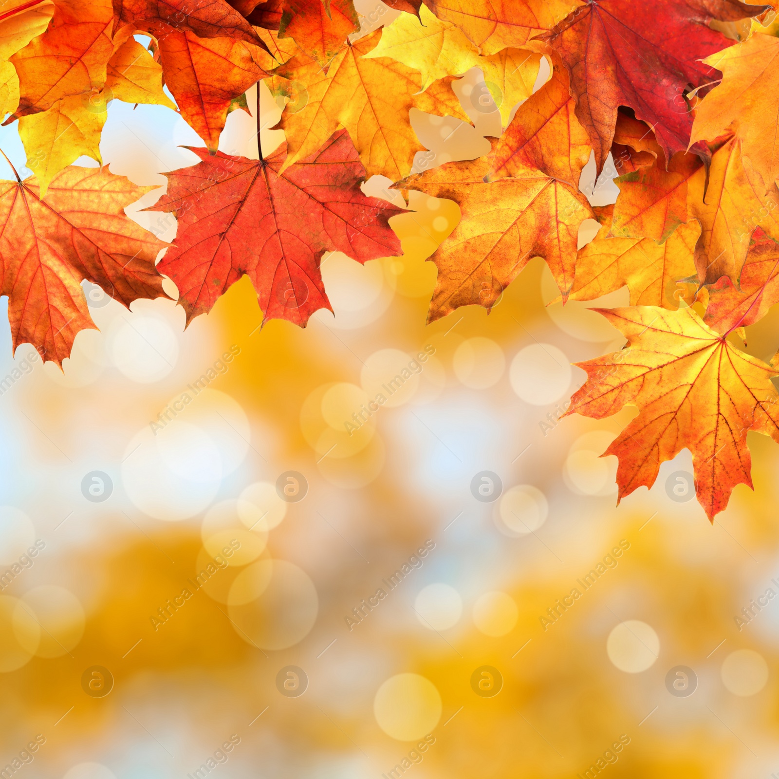 Image of Beautiful colorful autumn leaves on blurred background