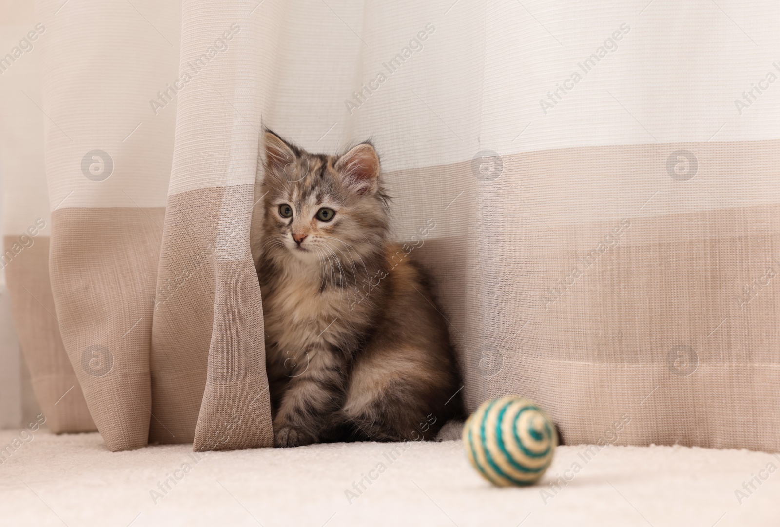 Photo of Cute fluffy kitten hiding in curtain at home