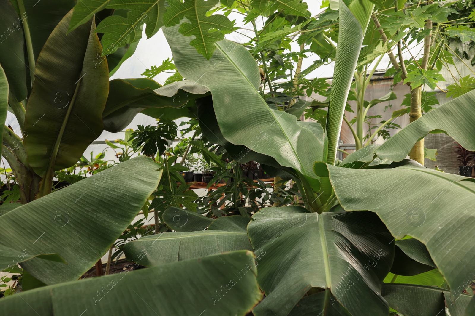 Photo of Beautiful banana tree with lush leaves growing in greenhouse