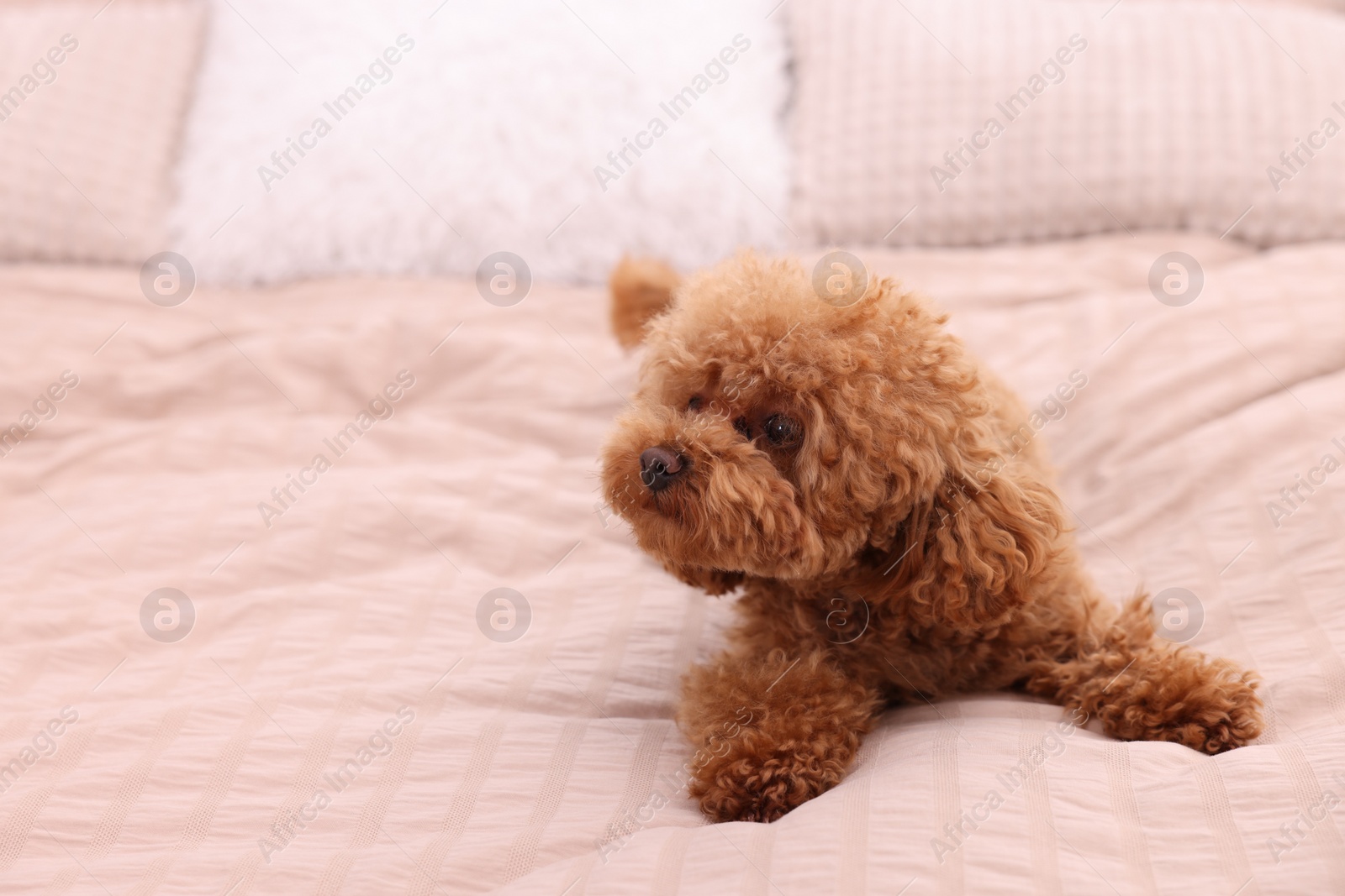 Photo of Cute Maltipoo dog on soft bed, space for text. Lovely pet