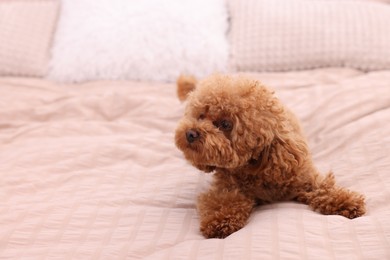 Cute Maltipoo dog on soft bed, space for text. Lovely pet