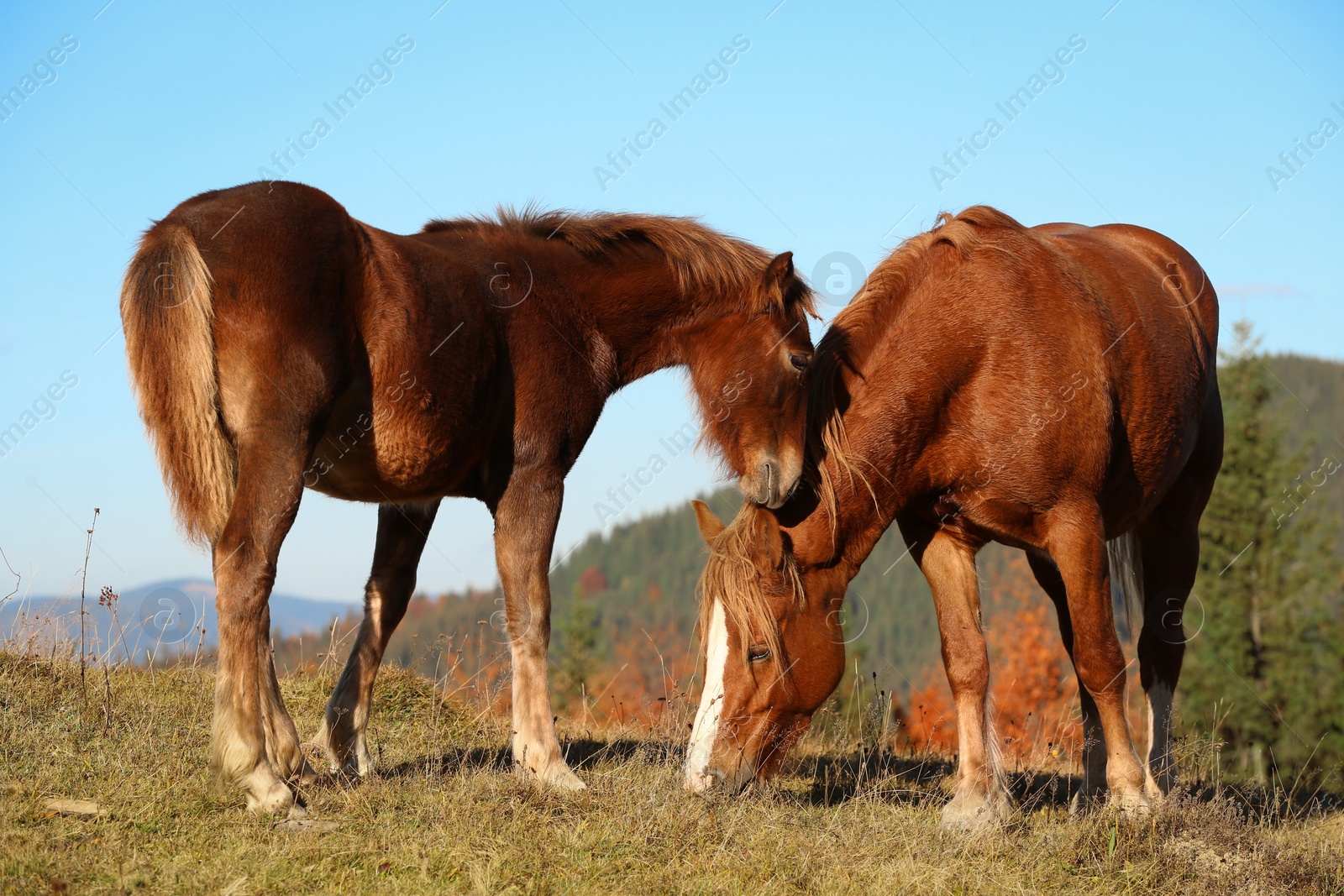 Photo of Brown horses grazing outdoors on sunny day. Beautiful pets