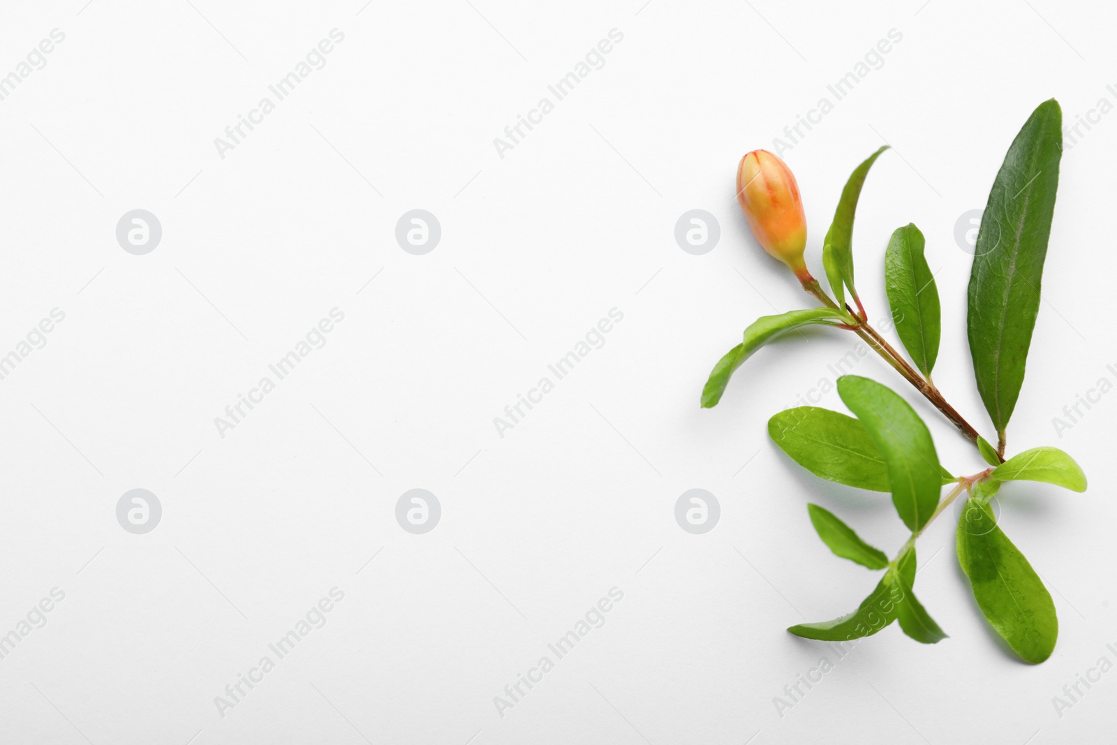 Photo of Pomegranate branch with green leaves and bud on white background, top view. Space for text