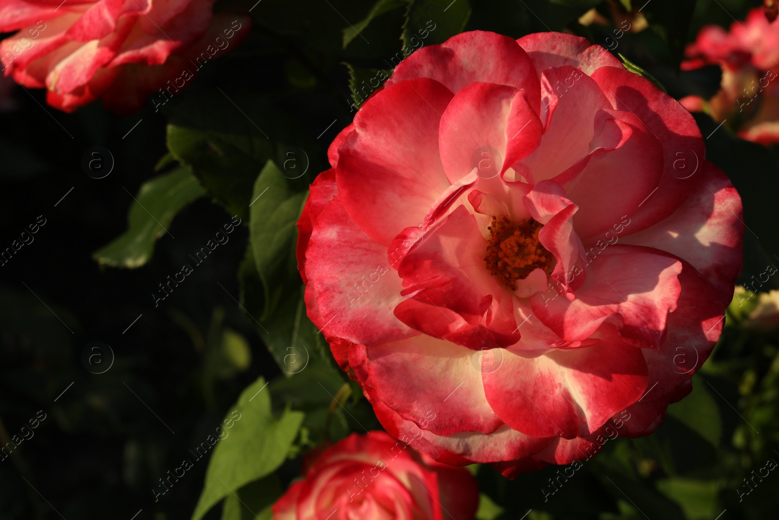 Photo of Beautiful blooming pink rose outdoors on sunny day, closeup. Space for text