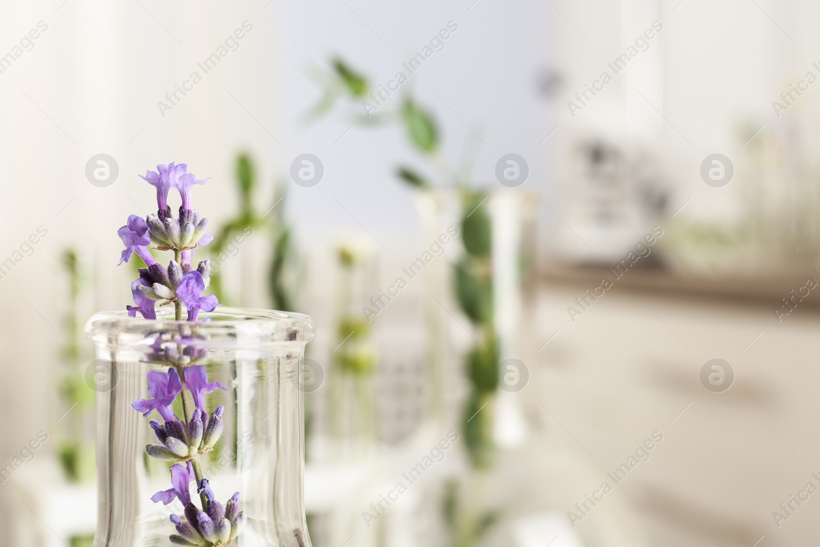 Photo of Flask with plant in laboratory, closeup. Space for text3