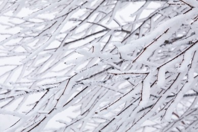 Beautiful tree branches covered with snow on winter day, closeup