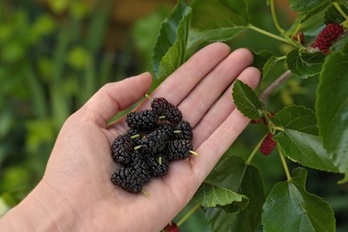 Photo of Woman holding tasty ripe mulberries, closeup view