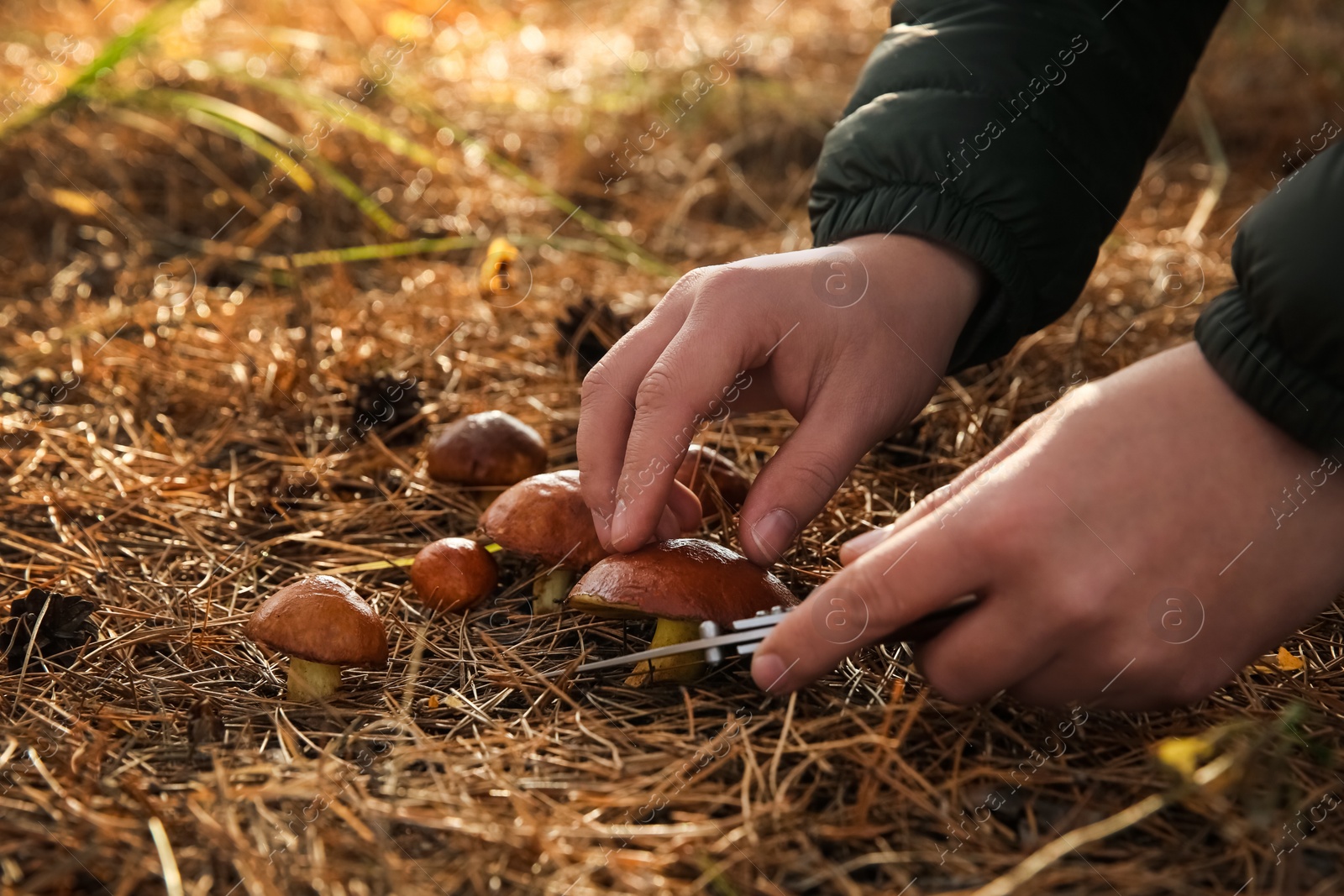 Photo of Man cutting boletus mushroom with knife in forest, closeup