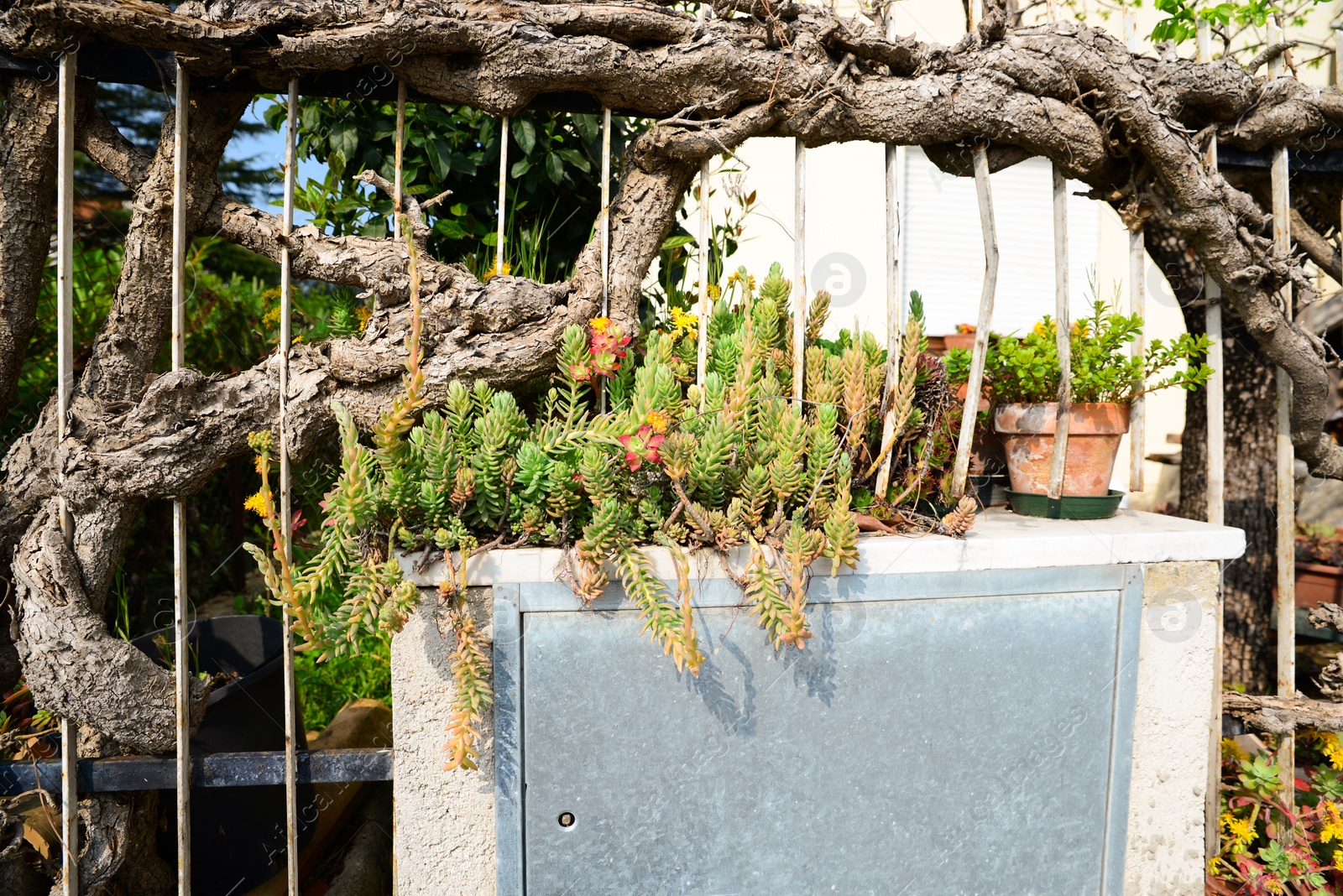 Photo of Beautiful succulent flowers on fence. Garden decoration