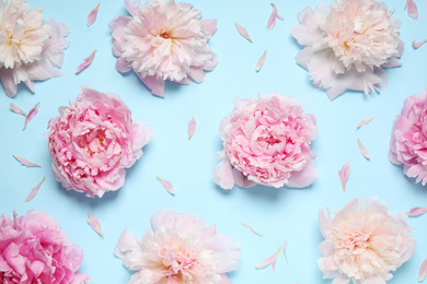 Beautiful fresh peonies on light blue background, flat lay