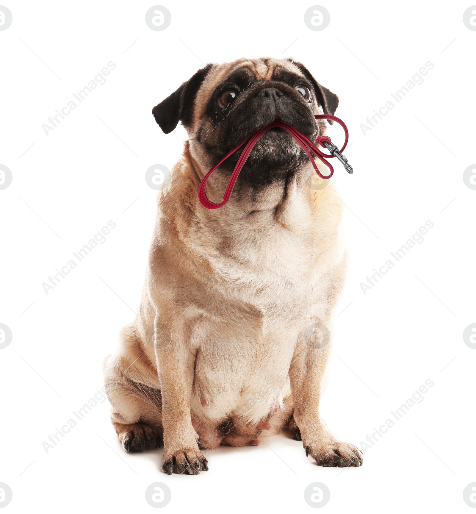 Image of Cute pug dog holding leash in mouth on white background