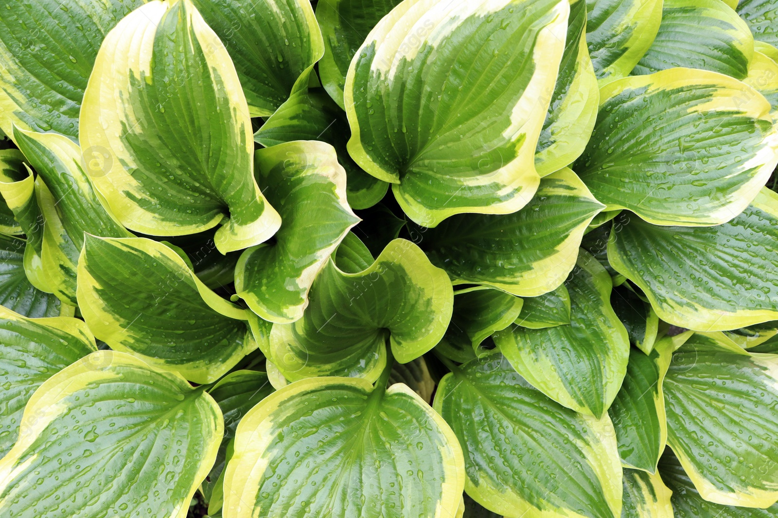 Photo of Beautiful dieffenbachia with wet green leaves as background