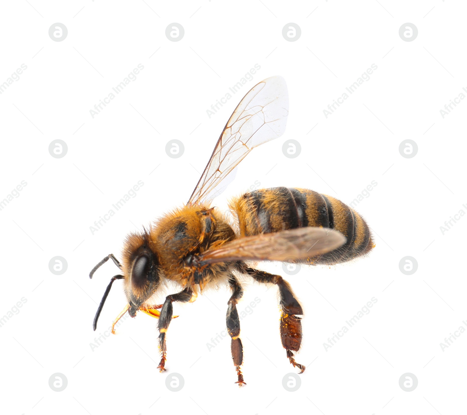 Photo of Beautiful honeybee on white background. Domesticated insect