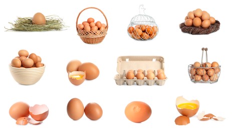 Image of Set of many eggs on white background