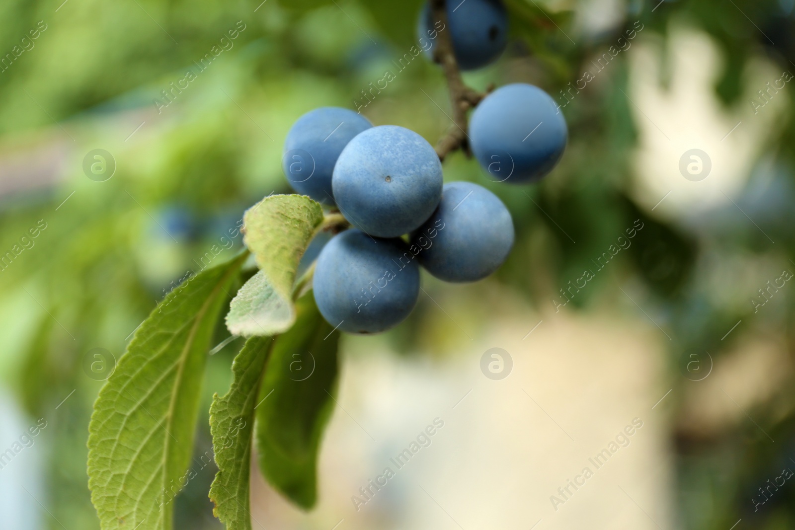 Photo of Tasty sloe berries on bush outdoors, closeup