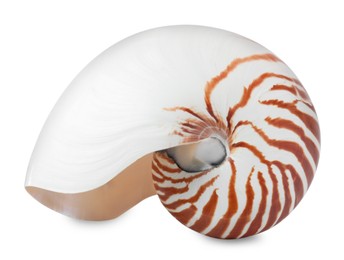 Photo of One beautiful nautilus shell isolated on white