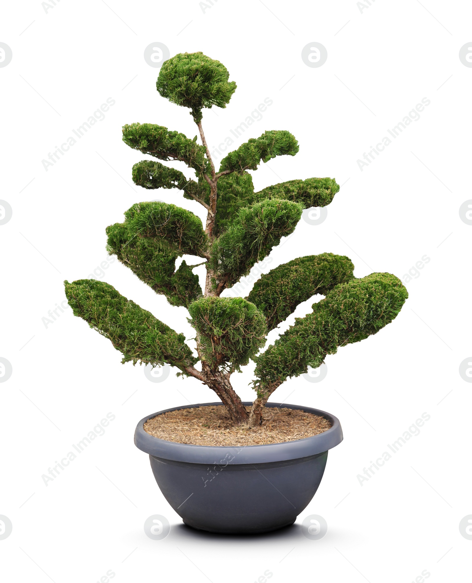 Image of Beautiful bonsai tree in pot isolated on white 