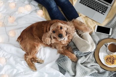Cute Cocker Spaniel dog with warm blanket lying near owner on bed, top view. Cozy winter