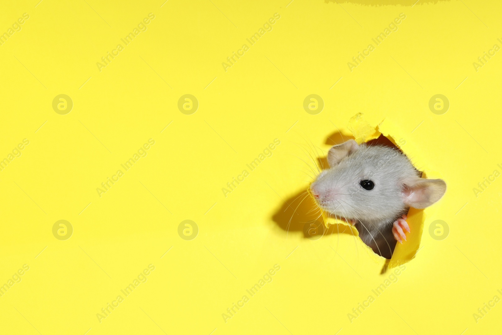 Photo of Cute rat looking through hole in yellow paper sheet, space for text