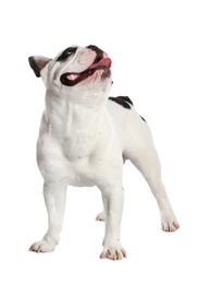Photo of French bulldog on white background. Adorable pet