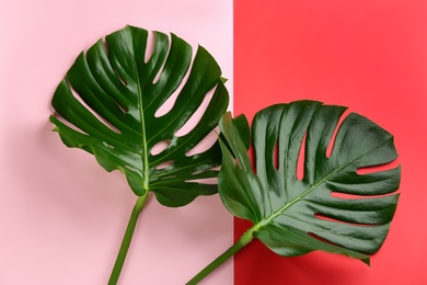 Beautiful monstera leaves on color background, flat lay. Tropical plant