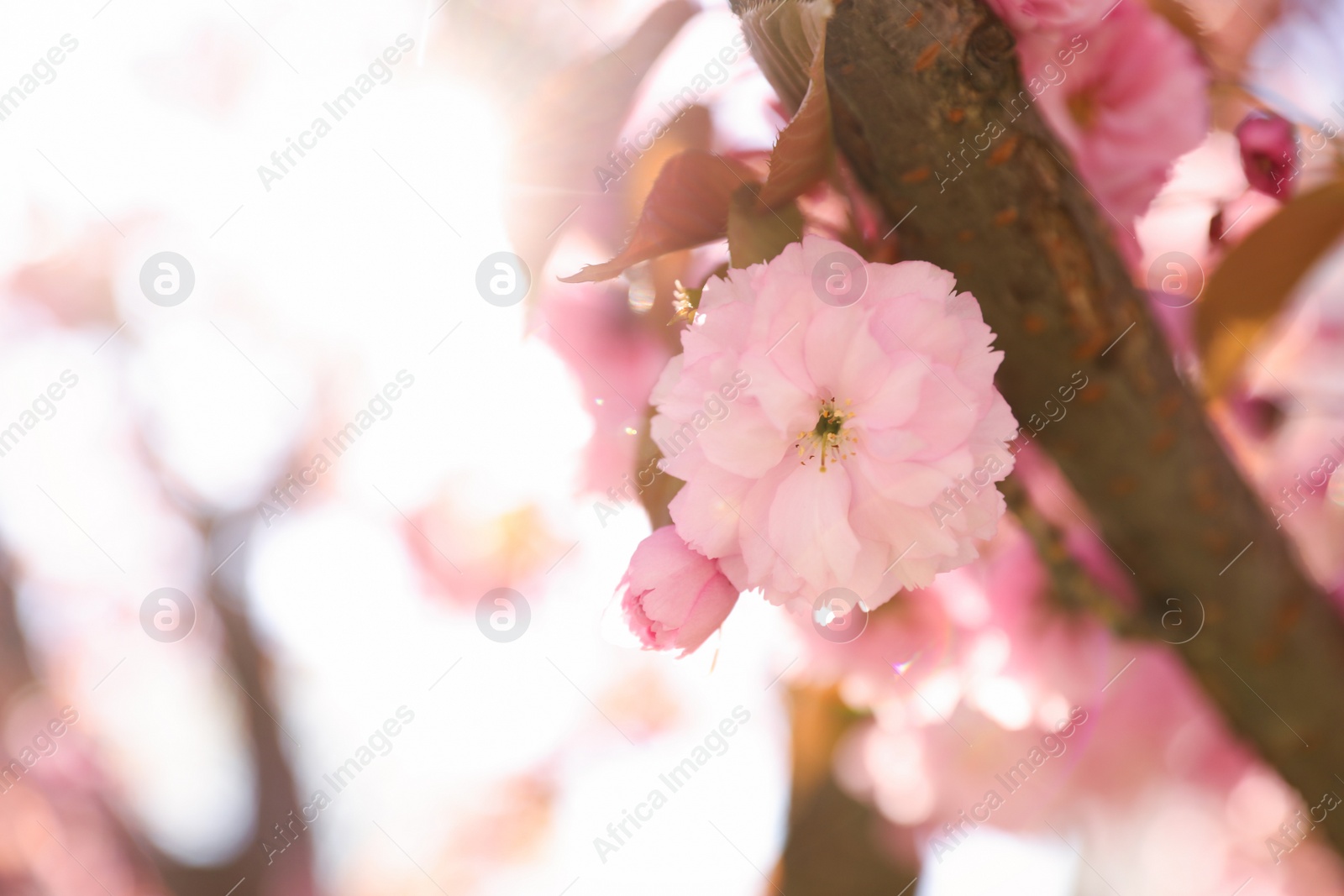 Photo of Delicate spring pink cherry blossoms on tree outdoors, closeup. Space for text