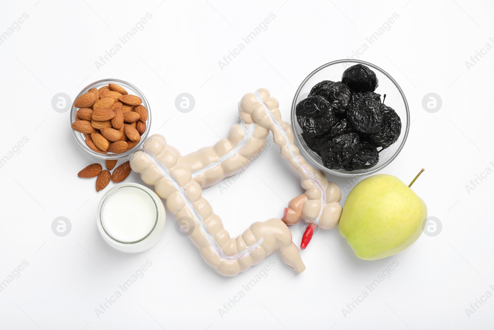 Photo of Intestine model and products to help digestion on white background, top view