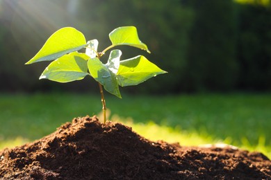 Beautiful green seedling in soil outdoors, closeup with space for text. Planting tree