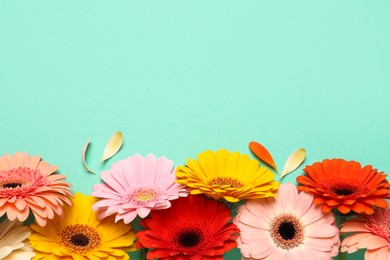Beautiful colorful gerbera flowers and petals on turquoise background, flat lay. Space for text