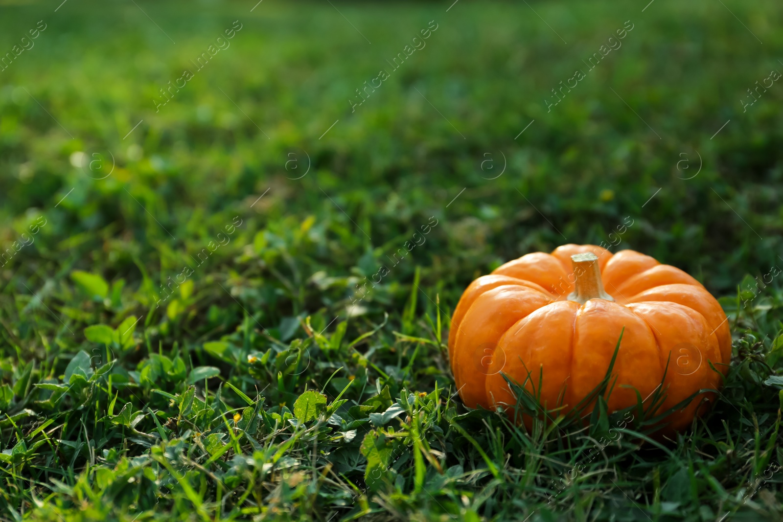 Photo of Fresh ripe orange pumpkin on green grass, space copy text