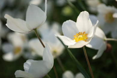 Photo of Beautiful blossoming Japanese anemone flowers outdoors on spring day