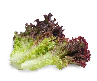 Photo of Leaves of fresh red coral lettuce isolated on white