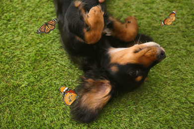 Image of Cute dog playing with butterflies on grass outdoors. Friendly pet