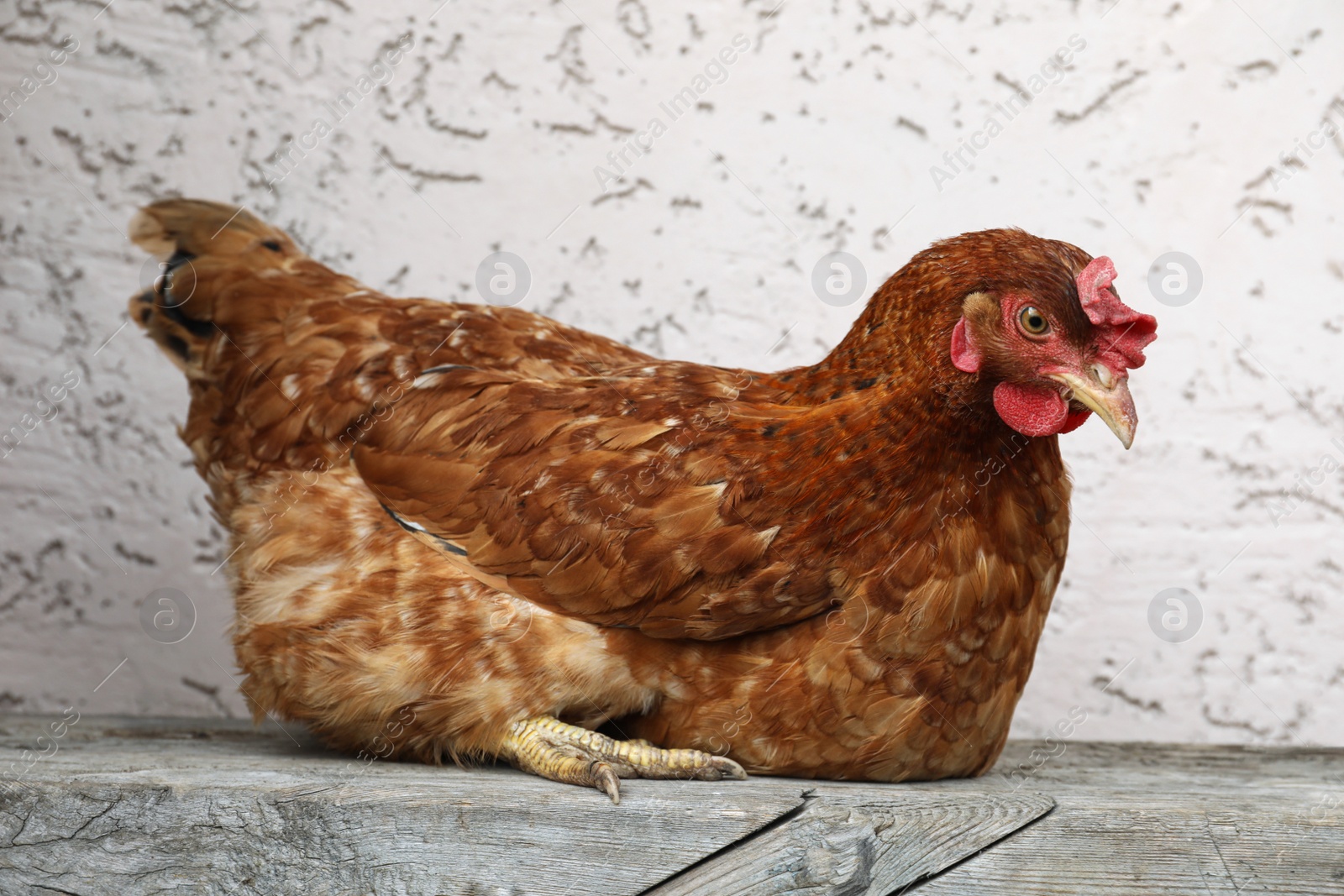 Photo of Beautiful red chicken on light background. Domestic animal