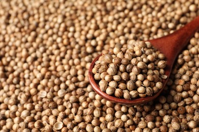 Dried coriander seeds and spoon, closeup. Space for text