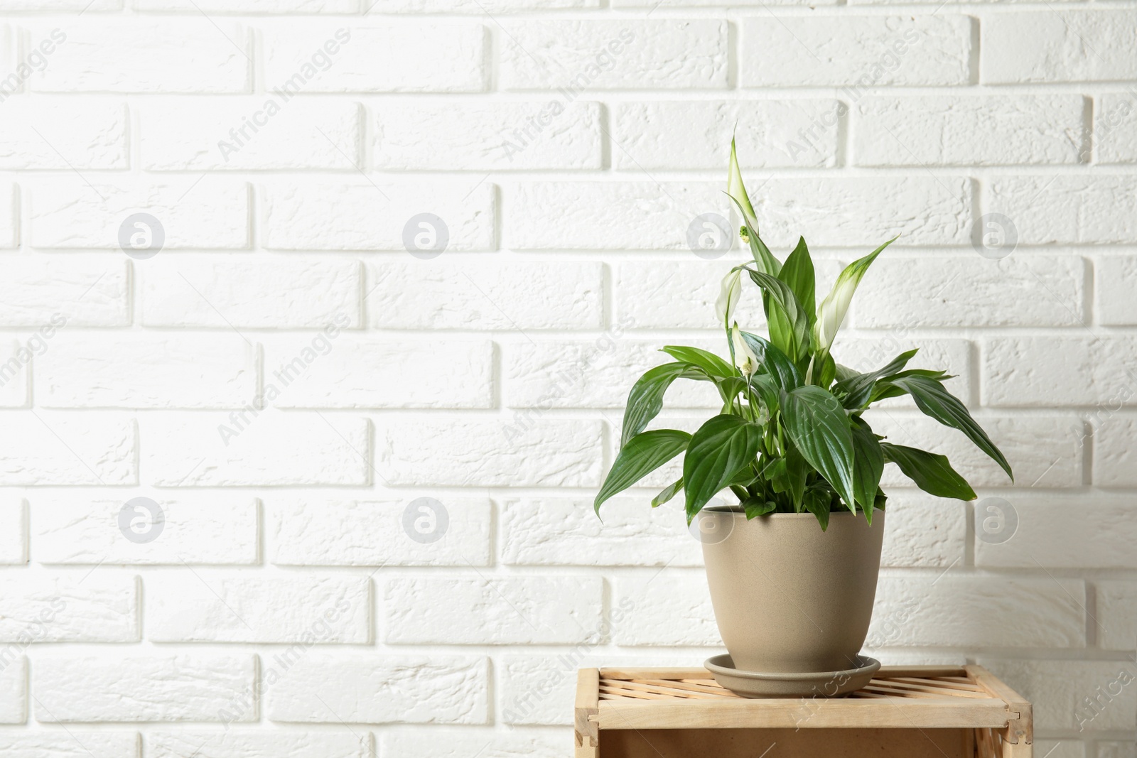 Photo of Beautiful blooming spathiphyllum in pot on table near brick wall, space for text. Home plant