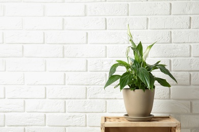 Photo of Beautiful blooming spathiphyllum in pot on table near brick wall, space for text. Home plant