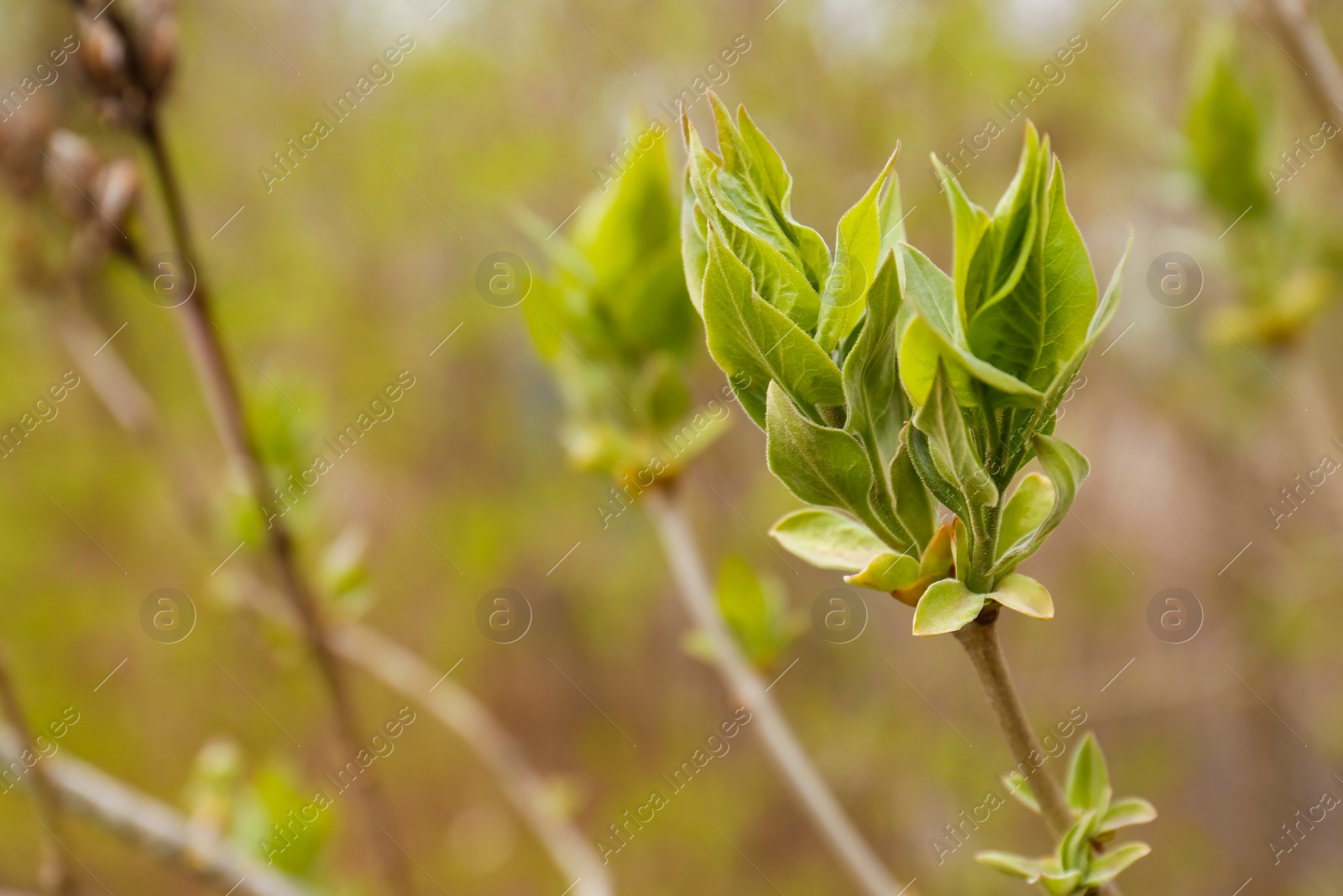 Photo of Tree twig with green leaves outdoors, closeup. Spring season