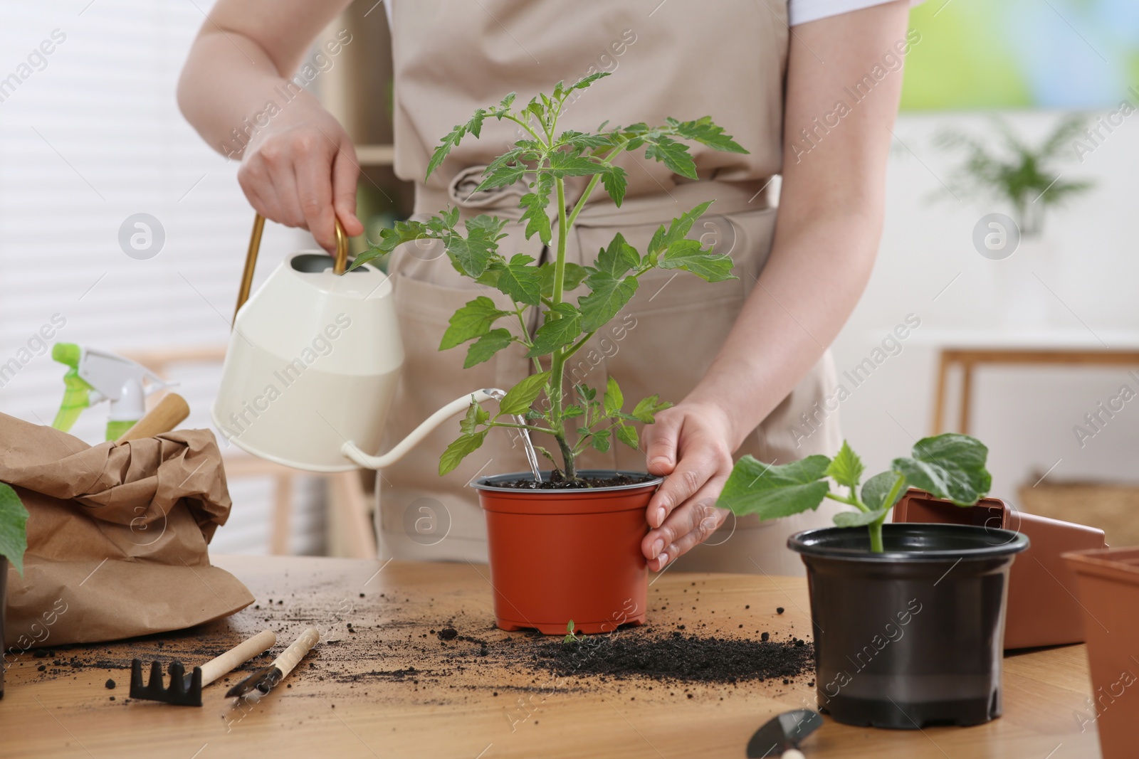 Photo of Woman watering seedling in pot at wooden table in room, closeup