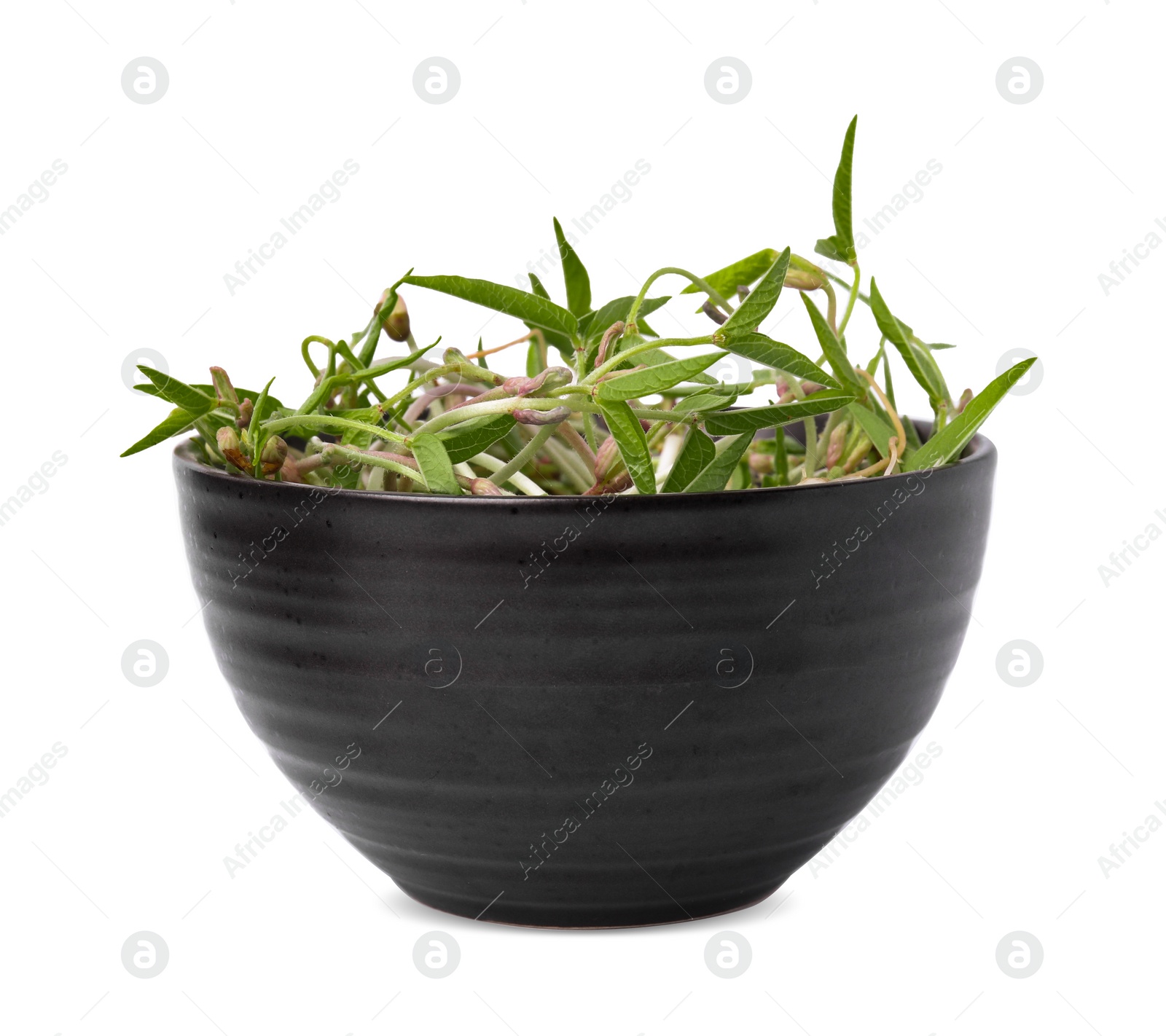 Photo of Mung bean sprouts in black bowl isolated on white