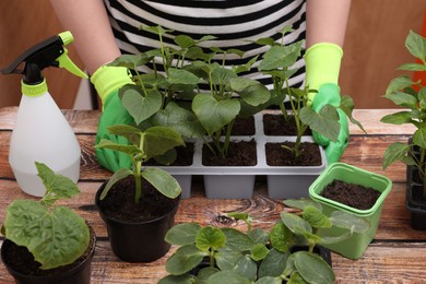 Photo of Woman wearing gardening gloves planting seedlings in plastic containers with soil at wooden table, closeup