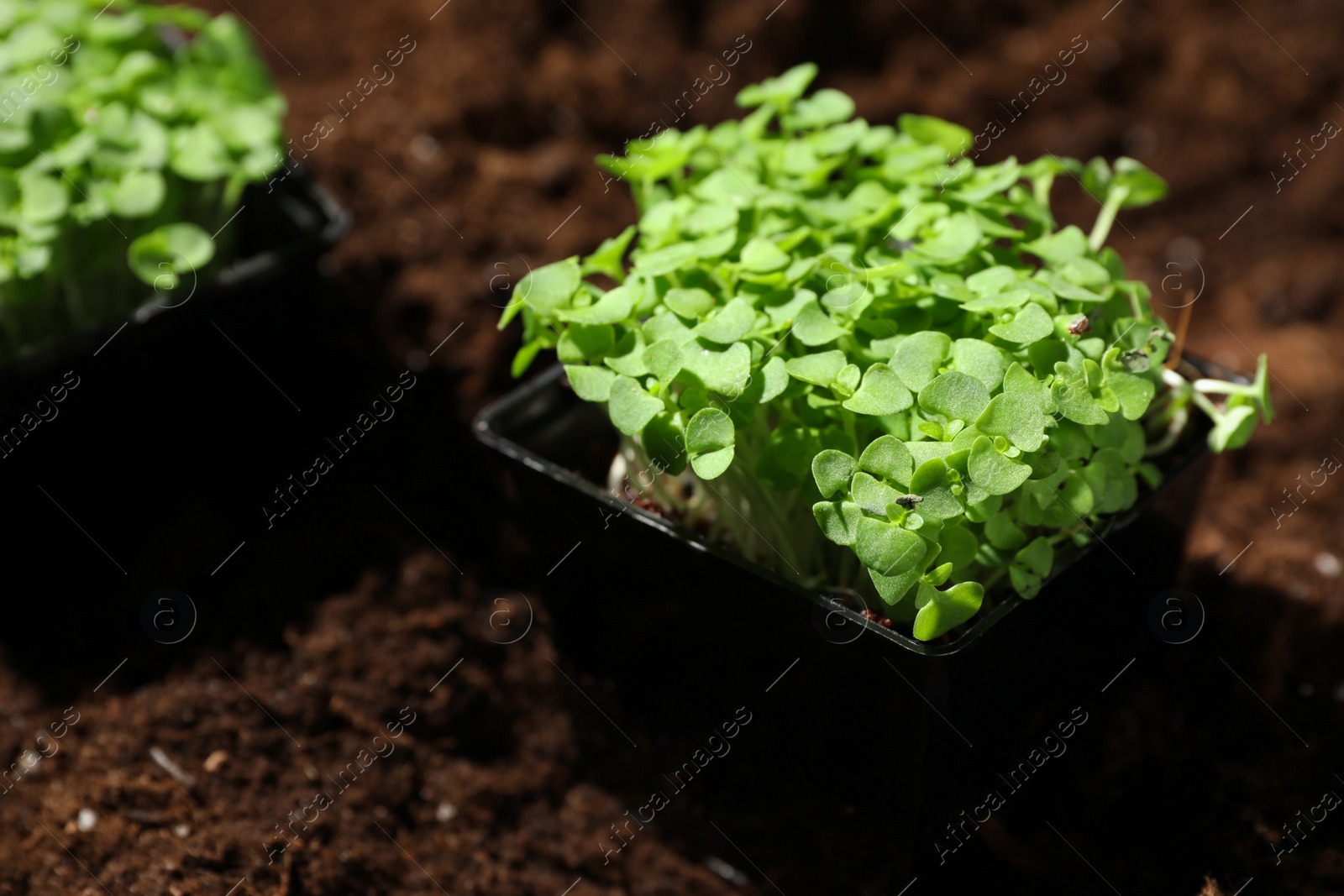 Photo of Fresh organic microgreen in pots on soil in garden, closeup