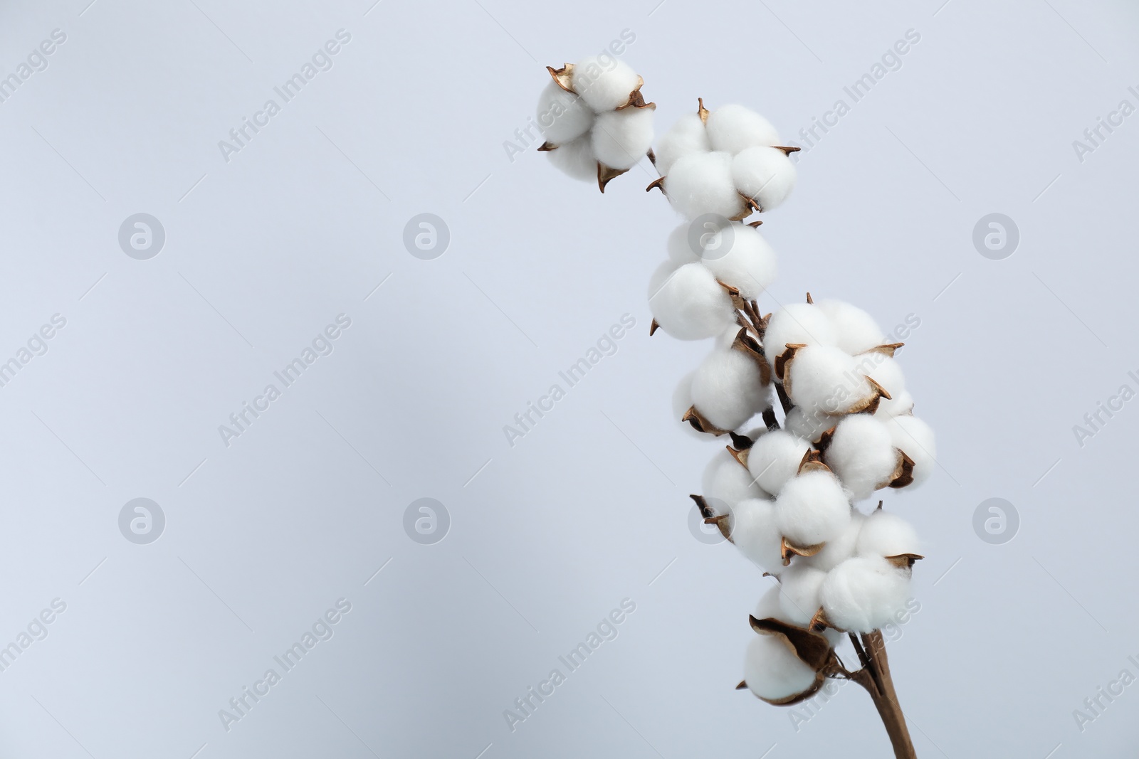 Photo of Beautiful cotton branch with fluffy flowers on light background, space for text