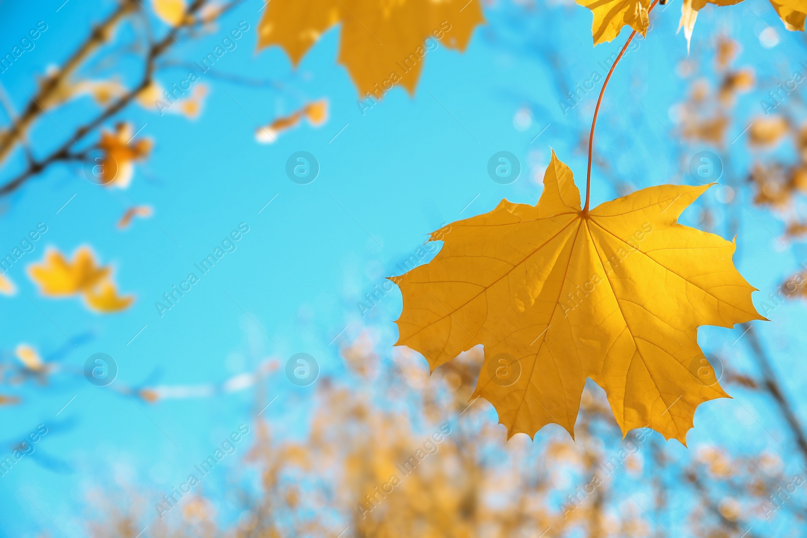 Photo of Autumn leaf against blue sky on sunny day. Space for text