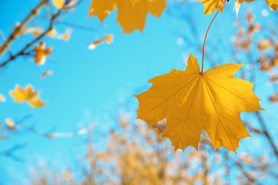 Photo of Autumn leaf against blue sky on sunny day. Space for text