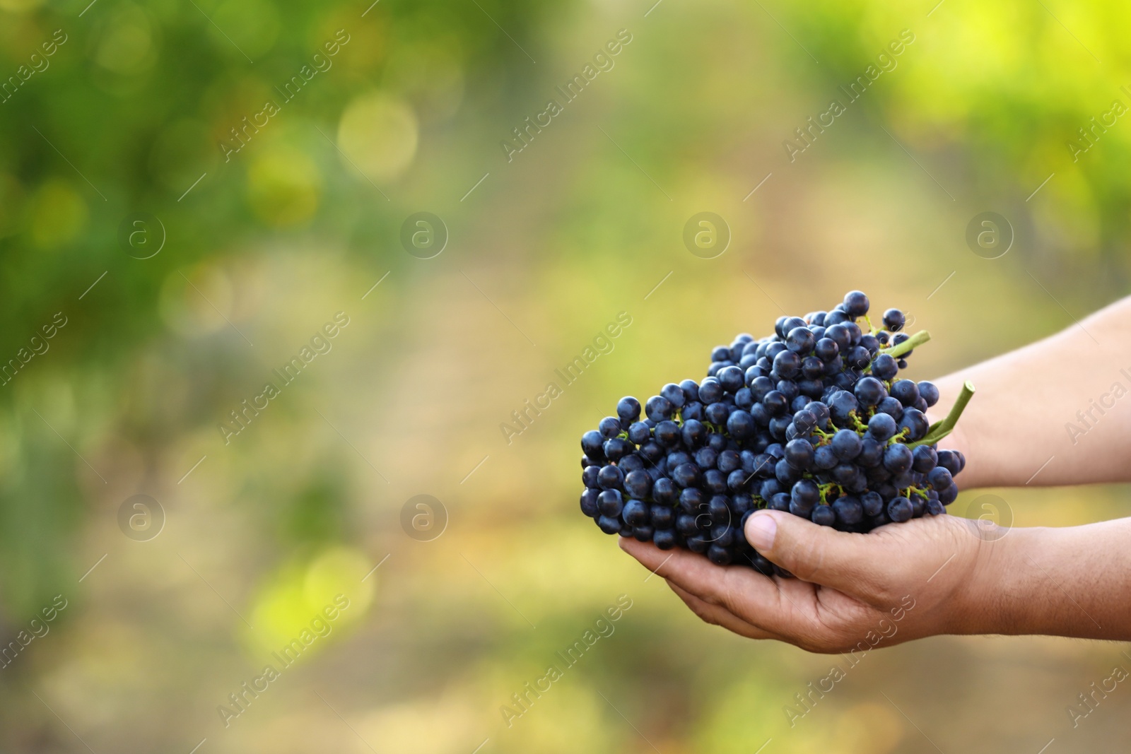 Photo of Man holding bunches of fresh ripe juicy grapes in vineyard, closeup